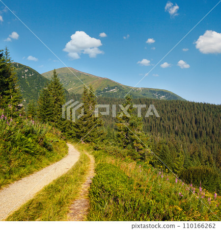 Pink blooming Sally and yellow hypericum flowers near path on summer mountain slope. Chornohora ridge, Carpathian mountains, Ukraine. Pink blooming Sally and yellow hypericum flowers near path on summer mountain slope. Chornohora ridge, Carpathian mountains, Ukraine. 110166262