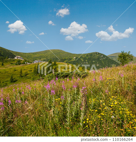Pink blooming Sally and yellow hypericum flowers on summer mountain slope. In far - Pozhyzhevska weather and botanic stations (building was laid in 1901), Chornohora ridge, Carpathian, Ukraine. Pink blooming Sally and yellow hypericum flowers on summer mountain slope. In far - Pozhyzhevska weather and botanic stations (building was laid in 1901), Chornohora ridge, Carpathian, Ukraine. 110166264