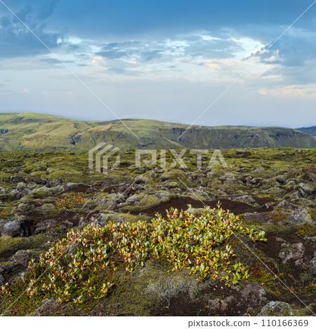 Scenic autumn green lava fields near Fjadrargljufur  Canyon in Iceland. Green  moss on volcanic lava stones.  Unique lava fields growth after Laki volcano eruption. 110166369
