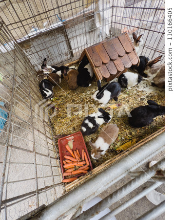 Fluffy rabbits in the fence eat carrots and corn cobs 110166405