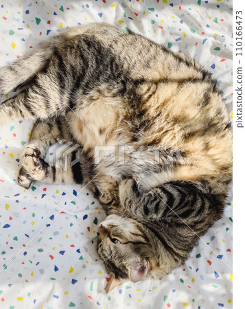 Tabby cat lies lounging on a multi-colored blanket Tabby cat lies lounging on a multi-colored blanket 110166473