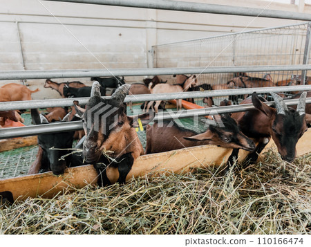 Little goatlings eat hay leaning out from behind the fence 110166474