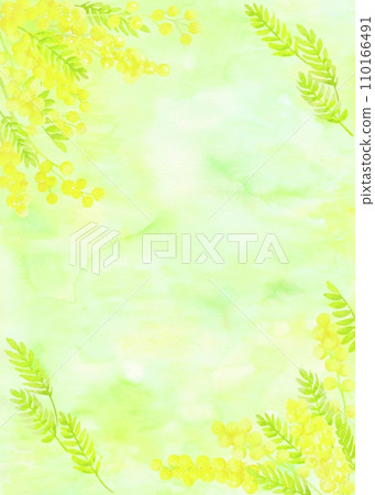 Natural watercolor illustration of mimosa. A frame with a soft spring atmosphere. Natural watercolor illustration of mimosa. A frame with a soft spring atmosphere. 110166491