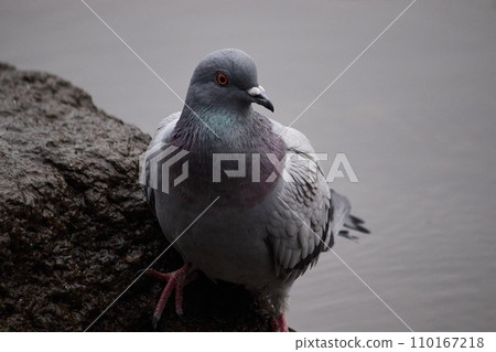 下雨天,一隻鴿子站在池塘裡的一塊石頭上,防止它掉下來。 下雨天,一隻鴿子站在池塘裡的一塊石頭上,防止它掉下來。 110167218