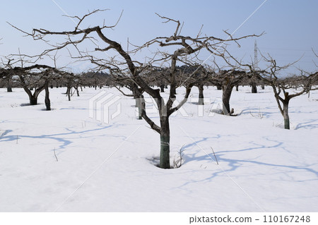 Winter persimmon tree snowfall scenery Winter persimmon tree snowfall scenery 110167248