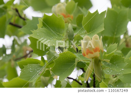 Tulip tree Tulip tree 110167249