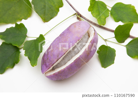 Akebi (Mitsuba Akebi) 110167590