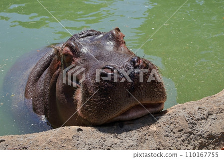 Close-up of a hippo peeking out of the water Close-up of a hippo peeking out of the water 110167755