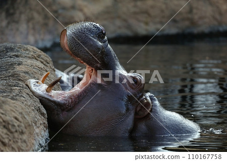 Close-up of the profile of a hippo with its mouth open Close-up of the profile of a hippo with its mouth open 110167758