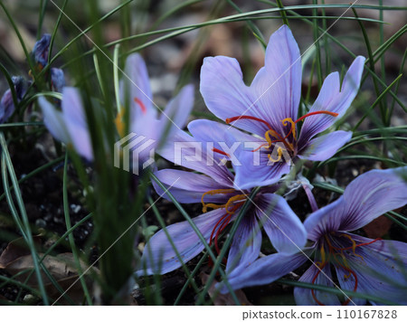 Saffron flowers blooming in December 110167828