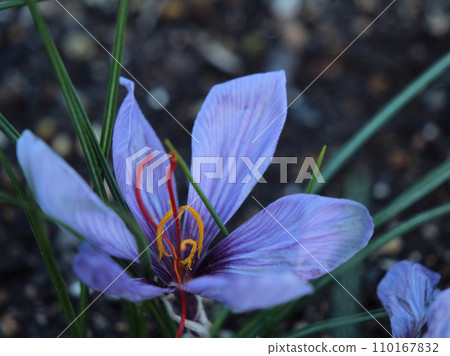 Saffron flowers blooming in December 110167832