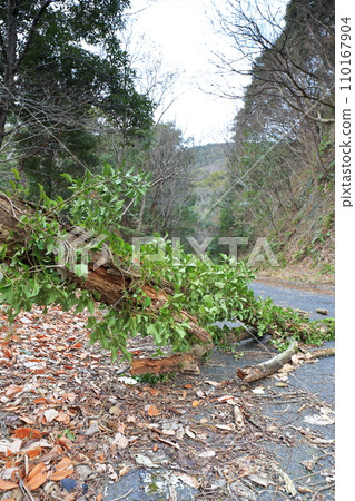 Mountain road blocked by fallen trees Mountain road blocked by fallen trees 110167904