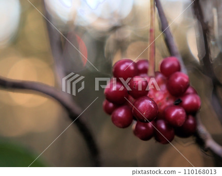 實桂果實12月成熟 110168013