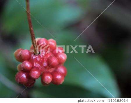 實桂果實12月成熟 110168014