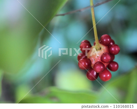 Sanekatsura fruit ripened in December Sanekatsura fruit ripened in December 110168015