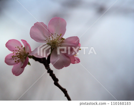 Cherry blossoms blooming in December "Arcolade" 110168183
