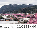 Kawazu cherry blossoms seen from above 110168446