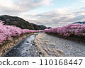 Kawazu cherry tree along the river 110168447