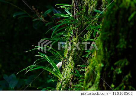 Fagaceae, an epiphyte that grows on the trunk of Quercus serrata Fagaceae, an epiphyte that grows on the trunk of Quercus serrata 110168565