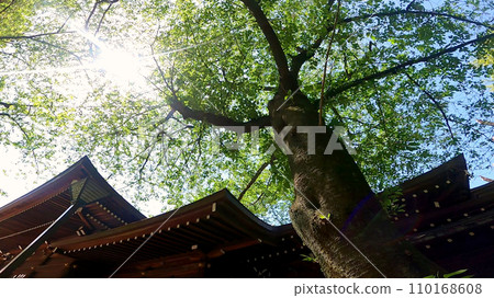 日本東京新宿區十二社熊野神社。新宿中央公園附近充滿大自然氣息的神社 110168608