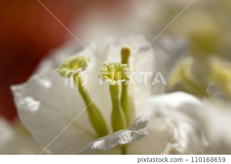 Close-up of white bougainvillea flowers and trumpet-shaped stamens (natural light + strobe, macro close-up photography) 110168659