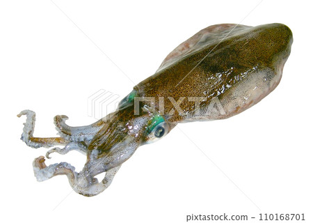 Cutout image of bigfin squid (white background) 110168701