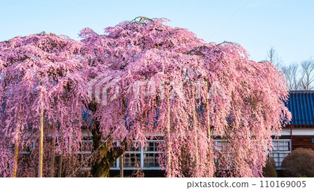 Branched cherry blossoms at Ichihara School 110169005