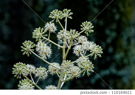 冬天開花的花：五加科植物的圓錐花序 110169021