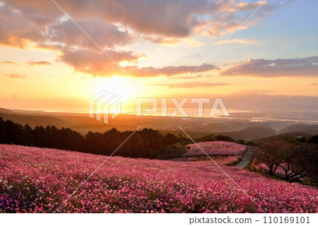 Cosmos of Shirakimine Highland and Mt. Unzen Fugendake Cosmos of Shirakimine Highland and Mt. Unzen Fugendake 110169101
