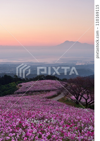 Cosmos of Shirakimine Highland and Mt. Unzen Fugendake Cosmos of Shirakimine Highland and Mt. Unzen Fugendake 110169115