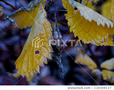 Yellow leaves of Hydrangea macrophylla 110169117