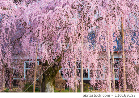 市原學校的分枝櫻花 110169152