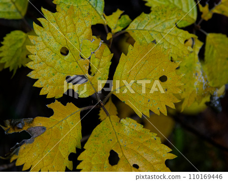 Yellow leaves of Hydrangea macrophylla Yellow leaves of Hydrangea macrophylla 110169446