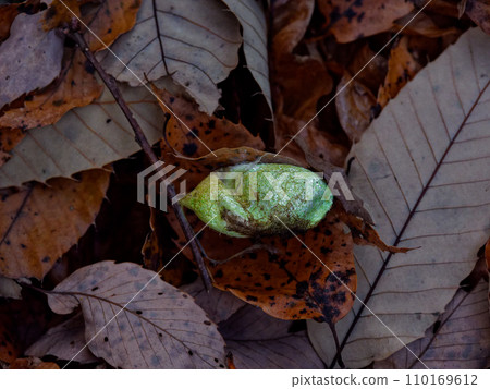 Green cocoon of a cocoon-making moth, Ustabigidae Green cocoon of a cocoon-making moth, Ustabigidae 110169612