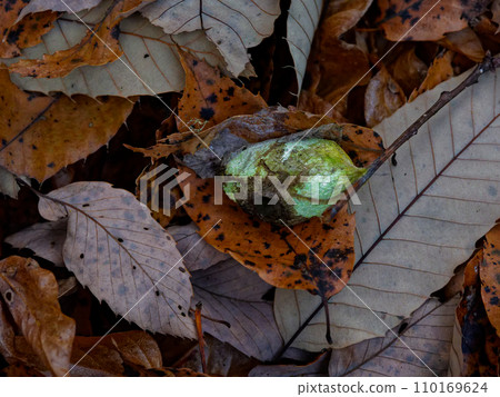 Green cocoon of a cocoon-making moth, Ustabigidae Green cocoon of a cocoon-making moth, Ustabigidae 110169624