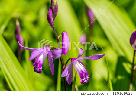 Purple orchid blooming under the early spring light Purple orchid blooming under the early spring light 110169625