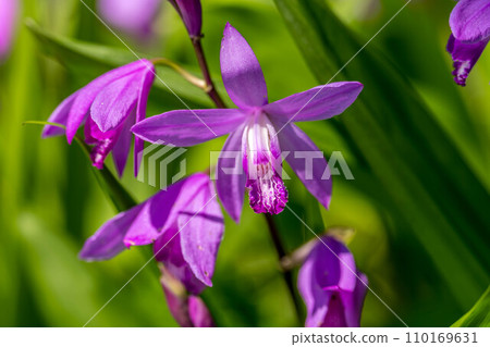 紫蘭花在早春的光芒下綻放 紫蘭花在早春的光芒下綻放 110169631