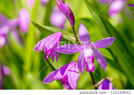 Purple orchid blooming under the early spring light 110169632