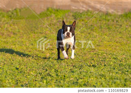 Mighty, a Boston terrier, happily walks through a dog run in the field ♡ 110169829