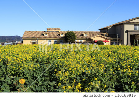 Landscape with rape field Landscape with rape field 110169919