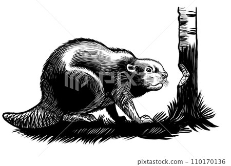 animal, beaver, sketch 110170136