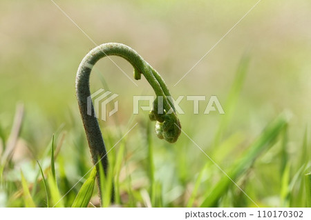 Bracken bud, spring field, nature, wild vegetables 110170302
