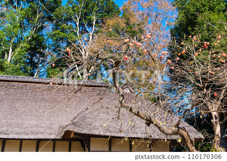 一個古老的私人住宅的柿子 一個古老的私人住宅的柿子 110170306