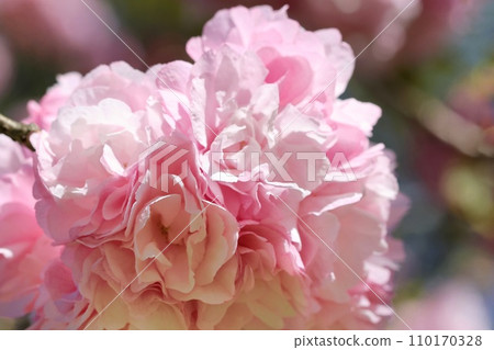 Yang Guifei Gorgeous Double Cherry Blossom Pink Cherry Blossom Close-up 110170328