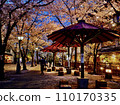 京都河原町的夜晚櫻花 110170335