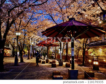 京都河原町的夜晚櫻花 110170335