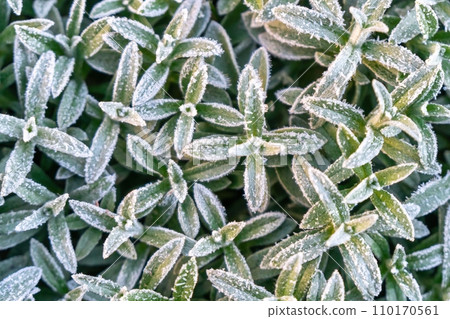 Selective focus First frost on a frozen field plants, late autumn close-up. Beautiful abstract frozen microcosmos pattern. Freezing weather frost action in nature. Floral backdrop Cerastium tomentosum Selective focus First frost on a frozen field plants, late autumn close-up. Beautiful abstract frozen microcosmos pattern. Freezing weather frost action in nature. Floral backdrop Cerastium tomentosum 110170561