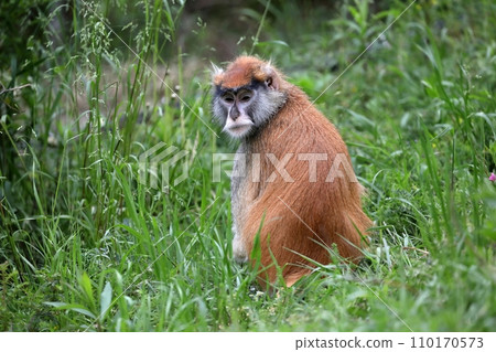 Patas monkey turned around 110170573