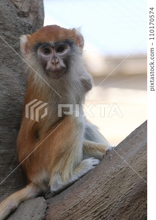 baby patas monkey sitting 110170574