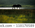 sparkling horse 110170589